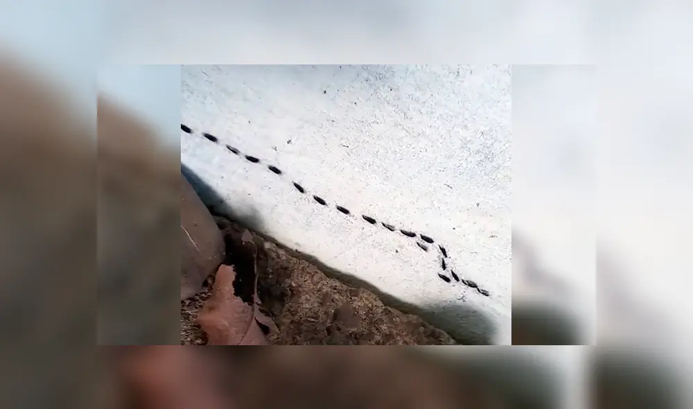 Desliza para ver los detalles del video viral de YouTube. Foto: Captura. Desliza para ver los detalles del video viral de YouTube. Foto: Captura.