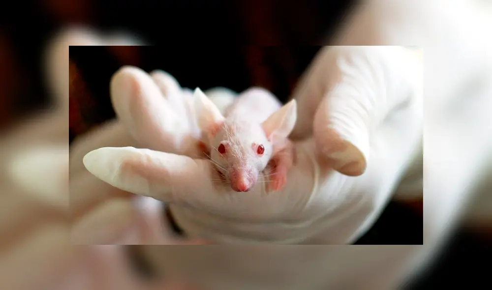 Los experimentos se realizan con animales para ver los resultados con el uso de células madre.