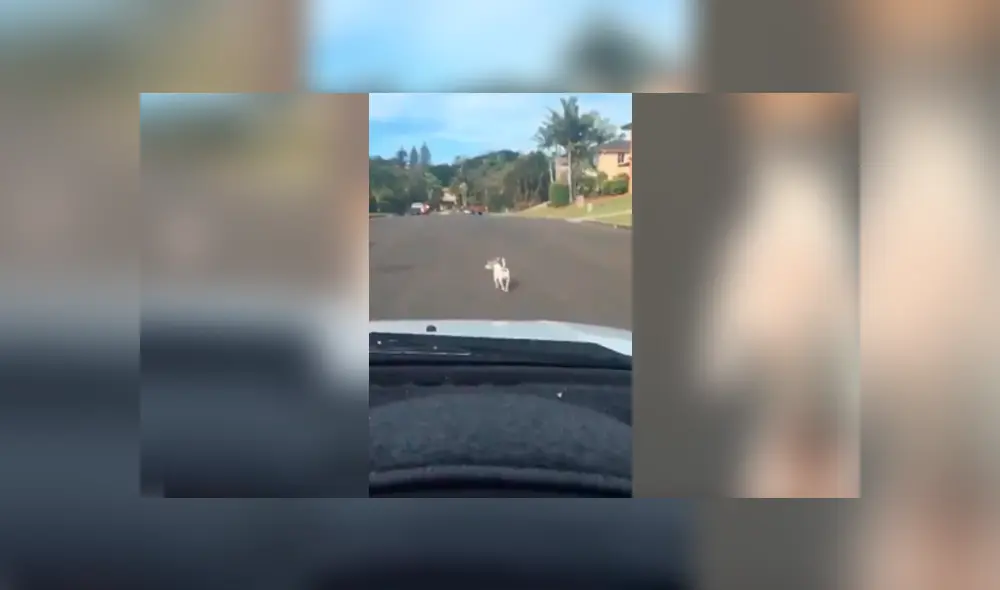 Desliza para ver los detalles del video viral de TikTok. Foto: Captura.