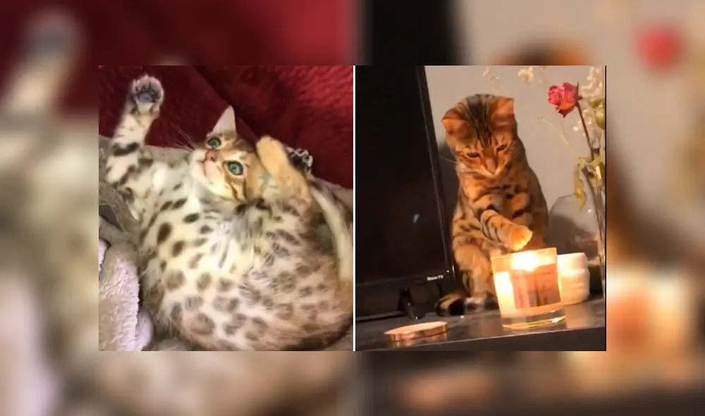 Desliza la imagen de TikTok para ver todas las fotos. Desliza la imagen de TikTok para ver todas las fotos.