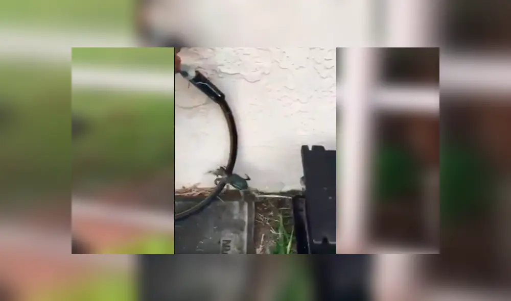 Misteriosas criaturas invaden el jardín de un joven de Estados Unidos. Misteriosas criaturas invaden el jardín de un joven de Estados Unidos.