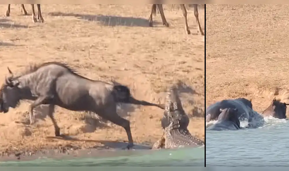 En YouTube, cocodrilo atacaba a ñu pero dos hipopótamos llegaron al rescate [VIDEO]
