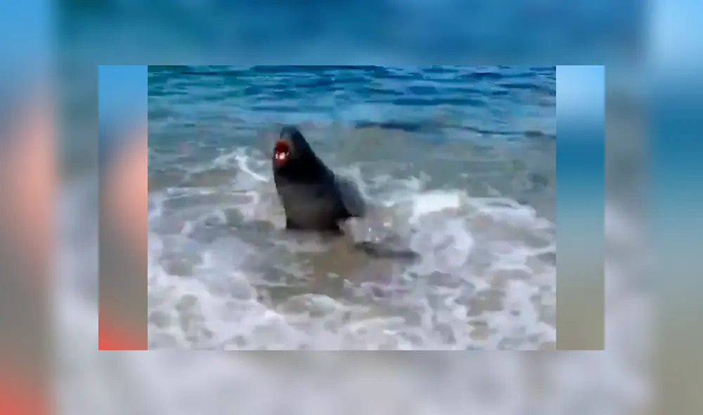 Extraña criatura sale del mar para atacar a bañistas y ellos hacen lo impensado para salvar su vida [VIDEO]