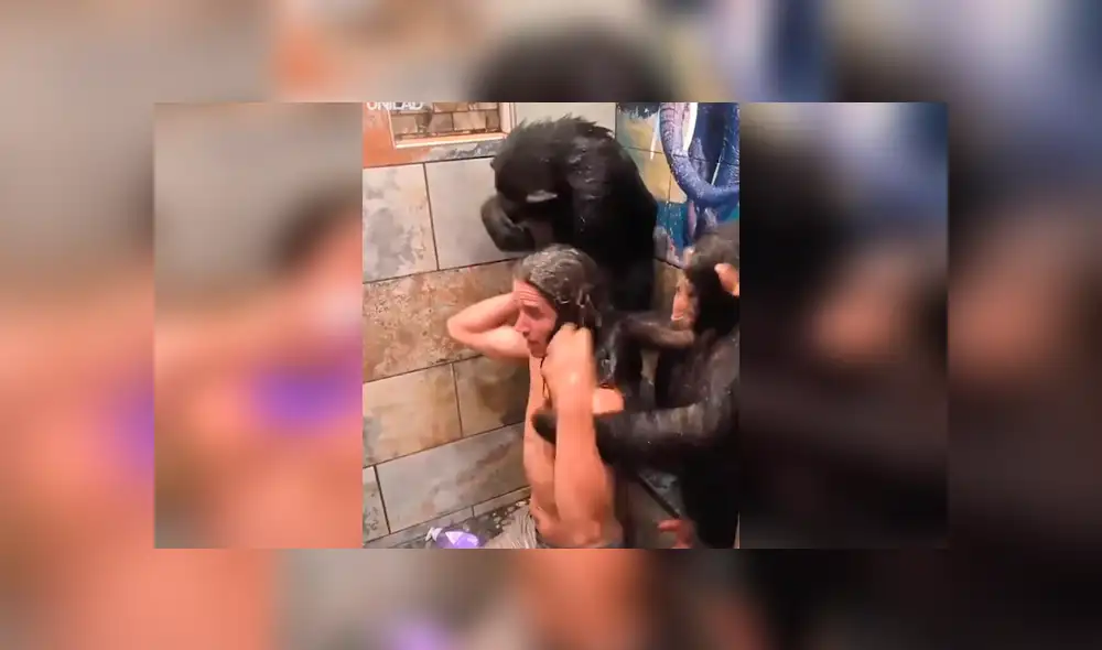 Facebook viral: monos bañan a hombre en la ducha y miles enternecen al verlos [VIDEO] 