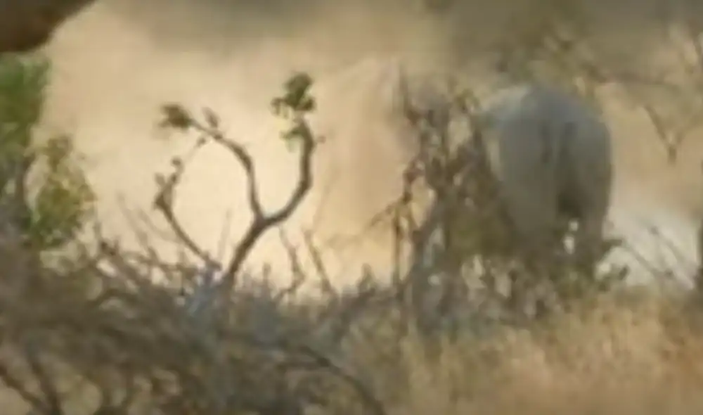 Desliza hacia la izquierda para ver la imágenes del video viral. Foto: Kruger National Park Videos / YouTube. Desliza hacia la izquierda para ver la imágenes del video viral. Foto: Kruger National Park Videos / YouTube.