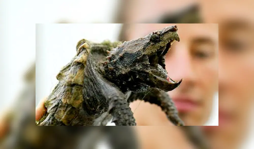 Así luce una tortuga mordedora. Foto: Captura.