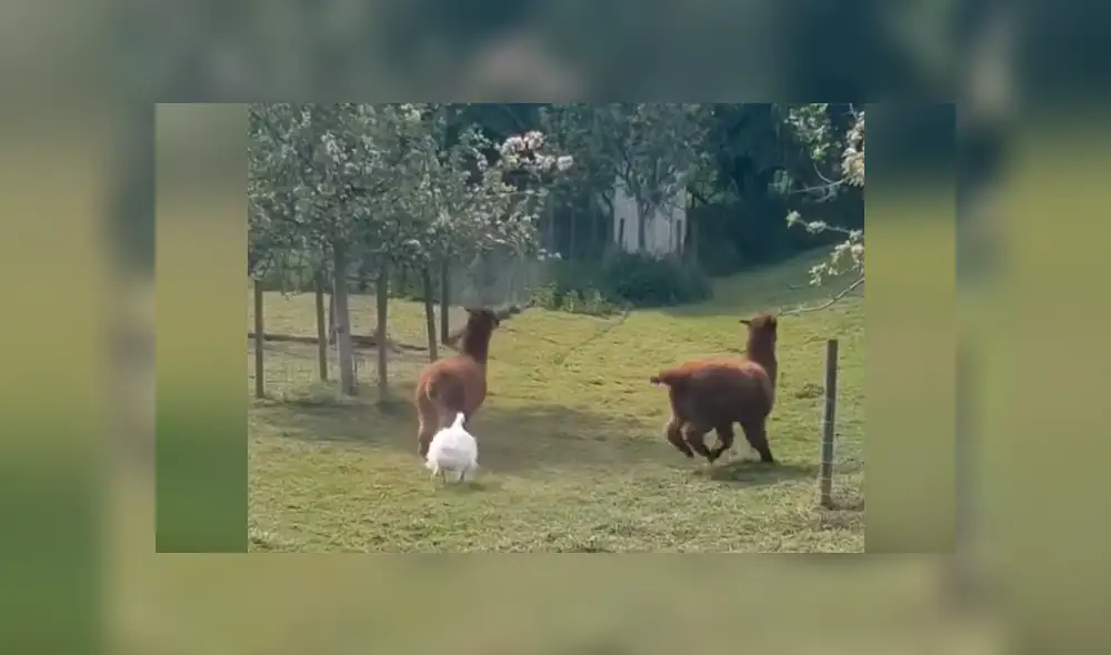 YouTube viral: Ganso irrumpe pelea de llamas y les da severa lección [VIDEO] 
