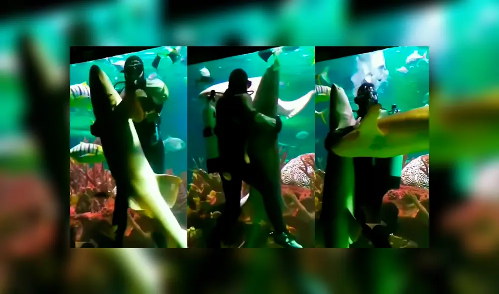 YouTube viral: buzo ingresa a acuario infestado de tiburones y se pone a bailar un ‘vals’ con uno de ellos YouTube viral: buzo ingresa a acuario infestado de tiburones y se pone a bailar un ‘vals’ con uno de ellos