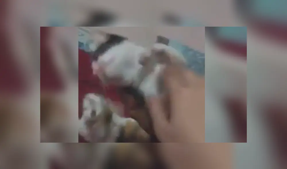 Facebook viral: gato simula estar muerto cuando su dueña le dispara con un arma imaginaria [VIDEO]