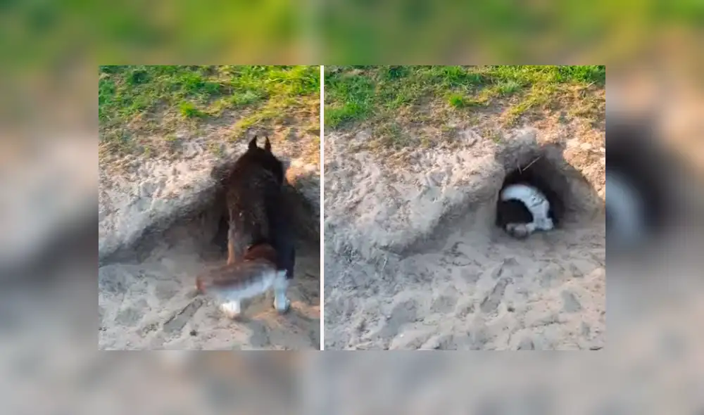 Facebook viral: hombre oye extraños ruidos en hoyo, se acerca y descubre peludo animal [VIDEO] 