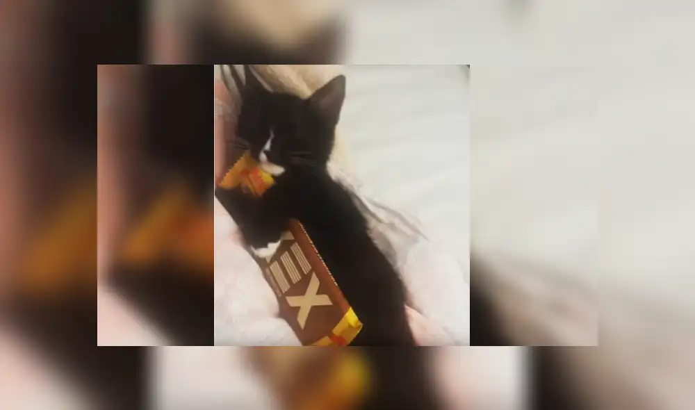 Video es viral en YouTube. La dueña del gato estaba buscando la barra de chocolate que había dejado en su cama, cuando se percató de la curiosa conducta del felino