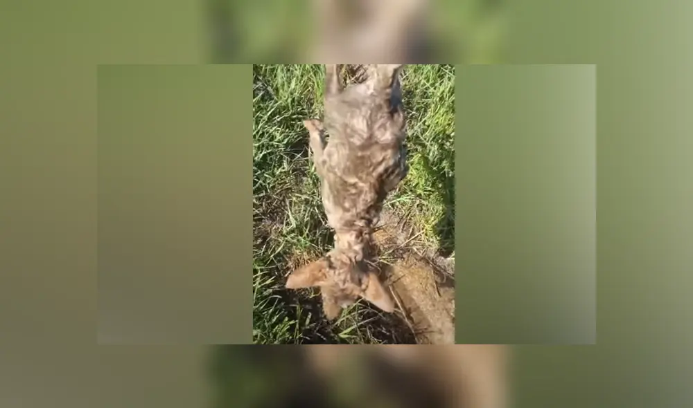 Desliza hacia la izquierda para ver las imágenes del viral de YouTube.