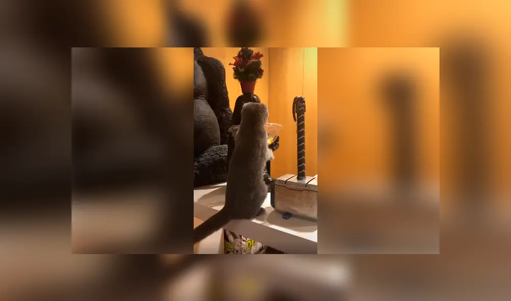 Desliza las imágenes para observar la travesura que cometió un gato al aprovechar distracción de su dueño. Desliza las imágenes para observar la travesura que cometió un gato al aprovechar distracción de su dueño.