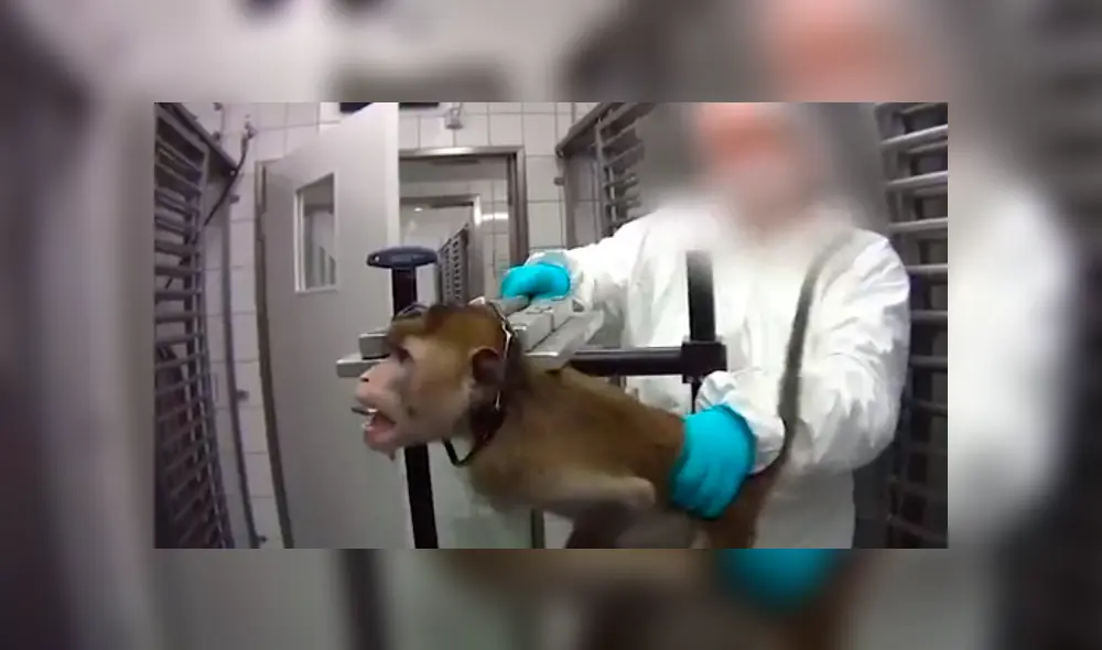 El laboratorio alemán donde se grabó a monos chillando, perros ensangrentados en jaulas y gatos con 13 extracciones de sangre al día fue cerrado por las innumerables denuncias en su contra. (Foto: Captura) El laboratorio alemán donde se grabó a monos chillando, perros ensangrentados en jaulas y gatos con 13 extracciones de sangre al día fue cerrado por las innumerables denuncias en su contra. (Foto: Captura)