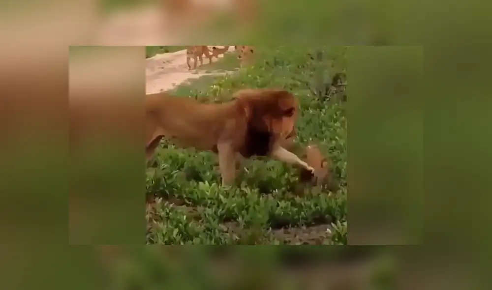 YouTube viral: León golpea a su cachorro, pero la madre lo descubre y le da su merecido [VIDEO] 