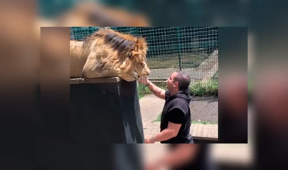 Desliza hacia la izquierda para ver el encuentro del felino con el cuidador que se hicieron viral en Facebook. Desliza hacia la izquierda para ver el encuentro del felino con el cuidador que se hicieron viral en Facebook.