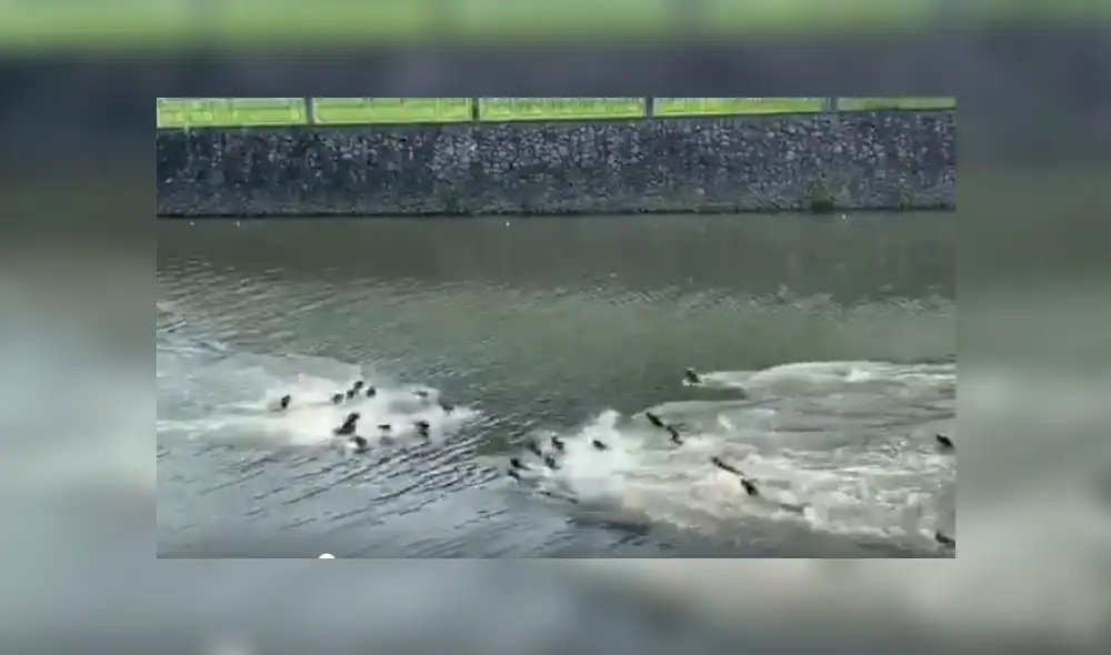 Desliza hacia la izquierda para ver más del video viral Desliza hacia la izquierda para ver más del video viral