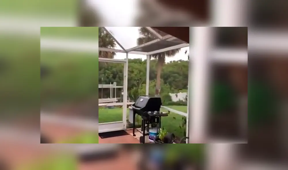 Misteriosas criaturas invaden el jardín de un joven de Estados Unidos. Misteriosas criaturas invaden el jardín de un joven de Estados Unidos.