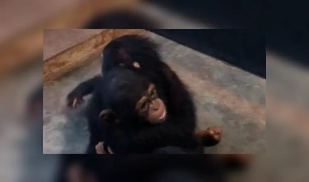 YouTube viral: Bebé chimpancé es rescatado y recibe amorosa bienvenida de sus nuevos amigos YouTube viral: Bebé chimpancé es rescatado y recibe amorosa bienvenida de sus nuevos amigos