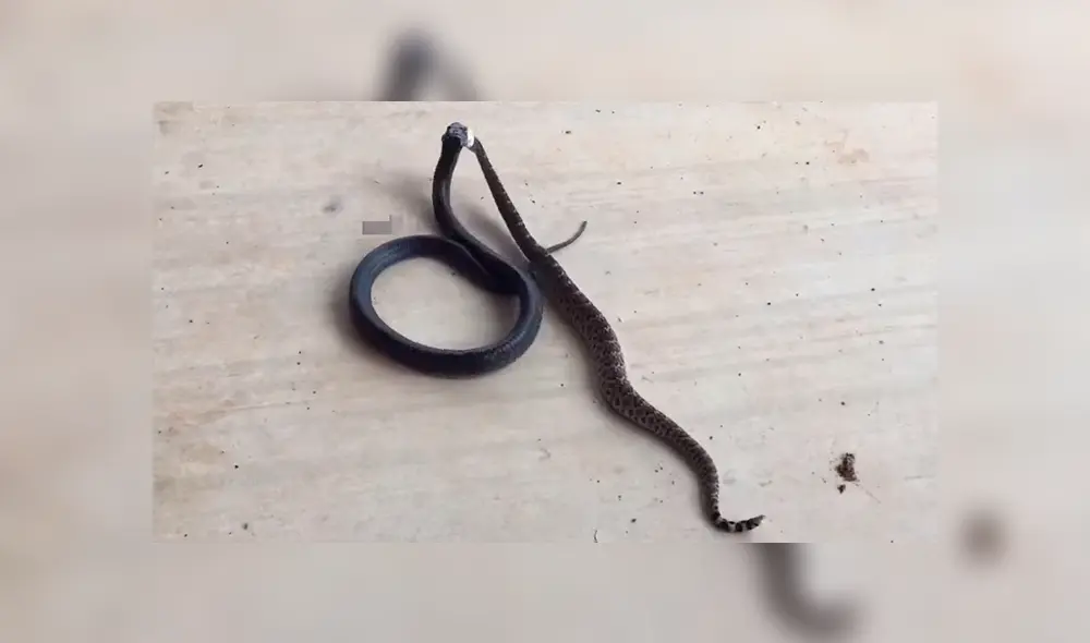 Parece que venenosas serpientes pelean, se acercan y descubren la horrible verdad [VIDEO]