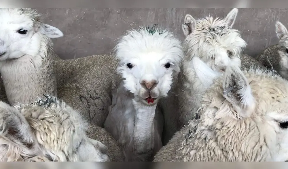 El hecho fue denunciado por la organización Personas por el Trato Ético a los Animales (PETA). Fuente: foto referencial. El hecho fue denunciado por la organización Personas por el Trato Ético a los Animales (PETA). Fuente: foto referencial.