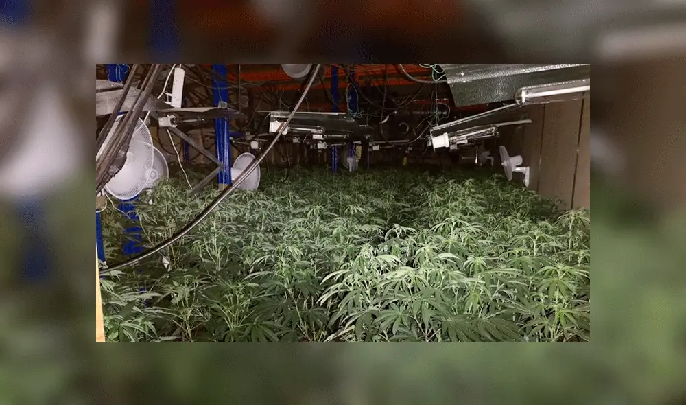 Hombre fue encerrado dos meses en vivero de marihuana y solo recibía bolsas de arroz