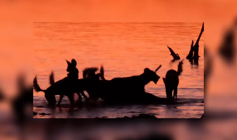 Brutal 'asesinato' de perros salvajes a indefensa impala.