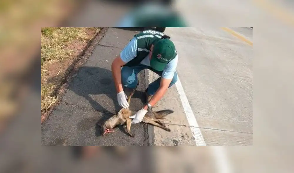 Así lucen los animales víctimas del incendio en la Amazonía [FOTOS]