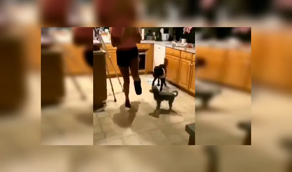 Facebook viral: chica con el pie enyesado fue imitada por sus perros de la peor forma posible [VIDEO] 