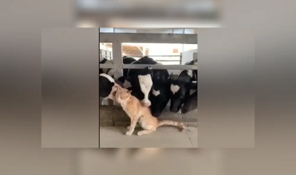 Desliza hacia la izquierda para ver más imágenes de la tierna escena protagonizada por unas cariñosas vacas y un felino. (Foto: captura)
