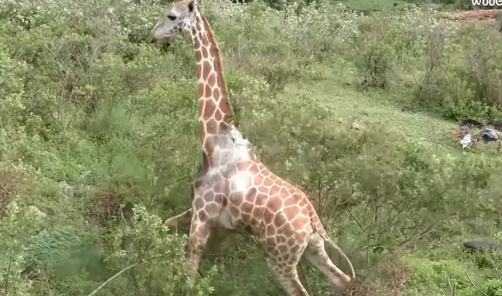 La jirafa fue anestesiada con un dardo para hacer menos riesgosa la operación de rescate. Foto: Newsflare / YouTube La jirafa fue anestesiada con un dardo para hacer menos riesgosa la operación de rescate. Foto: Newsflare / YouTube