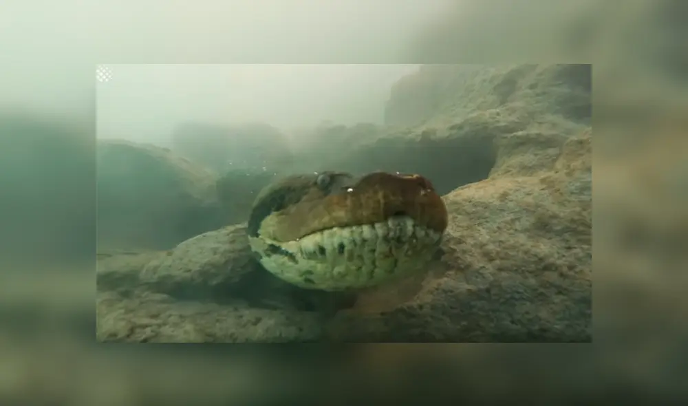 Intrépido buzo se encuentra con anaconda de 7 metros dentro de río y final paraliza las redes [VIDEO]