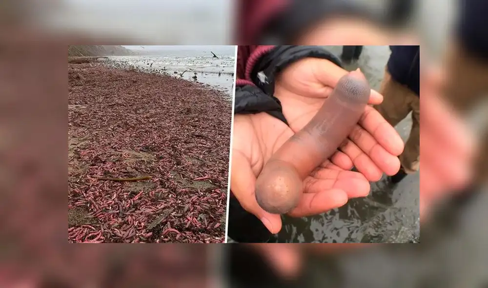 El hábitat natural de los ‘gusanos gordos posadero’ son los países de Japón, China y Corea, pero sufrieron los embates de la naturaleza y aparecieron en la playa Drake. (Foto: Facebook)
