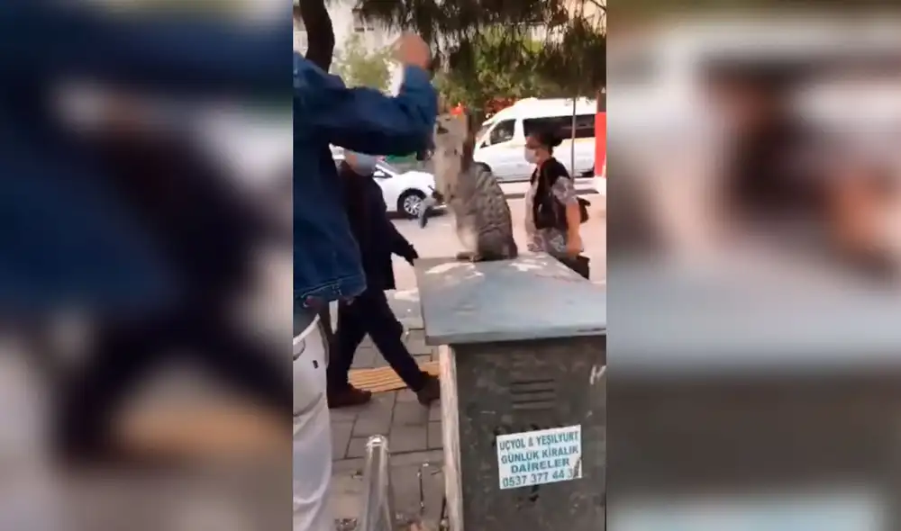 Desliza las imágenes para conocer la reacción de un gato que odia recibir afecto de los transeúntes. Foto: captura de TikTok