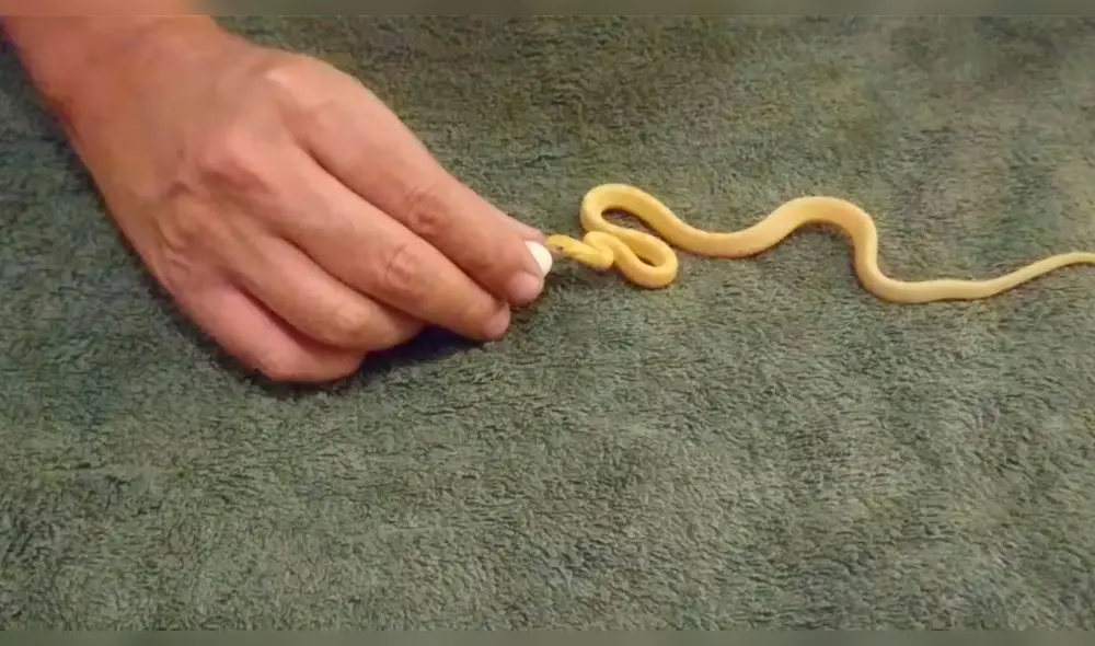 Facebook: culebra bebé devora un gigantesco huevo y desenlace aterra a todos Facebook: culebra bebé devora un gigantesco huevo y desenlace aterra a todos