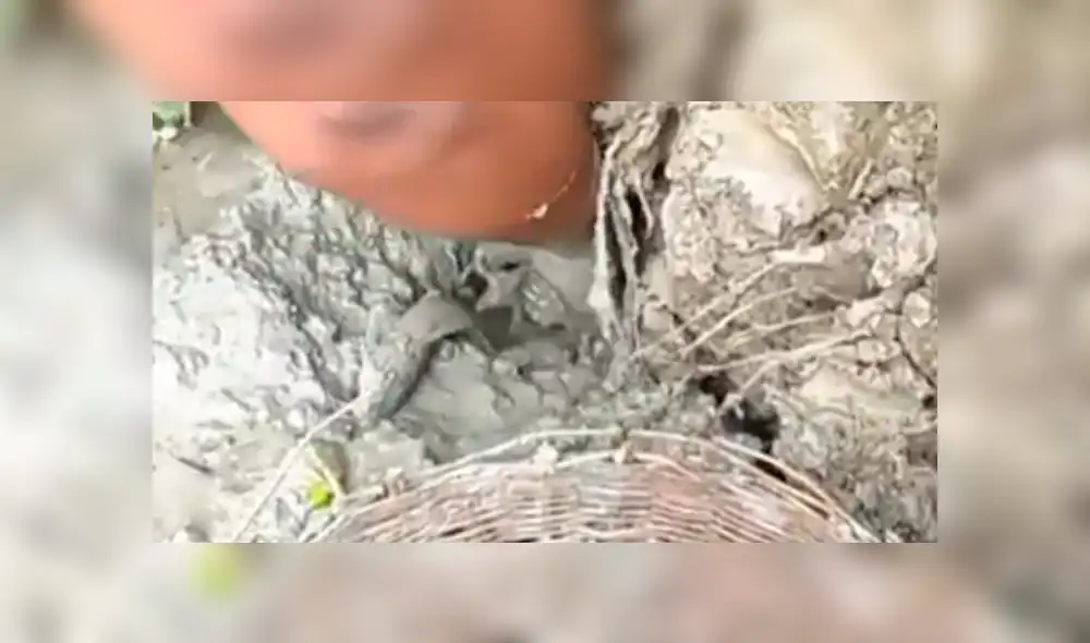 Facebook viral: descubre extraños peces tras introducir sus manos en fosa de lodo [VIDEO]