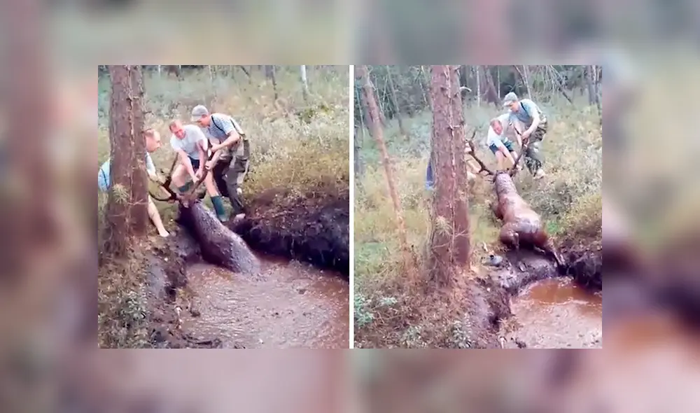 En YouTube, unos jóvenes rescataron a un enorme ciervo que quedó atrapado en un charco de lodo. En YouTube, unos jóvenes rescataron a un enorme ciervo que quedó atrapado en un charco de lodo.
