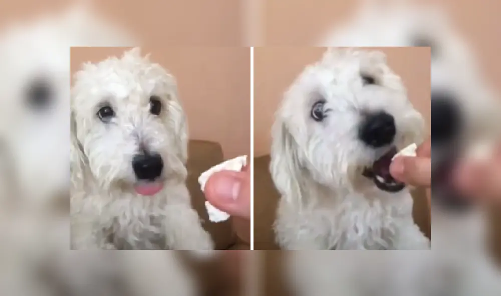 Desliza las imágenes para ver la tierna acción de este perro para pedirle comida a su dueño.