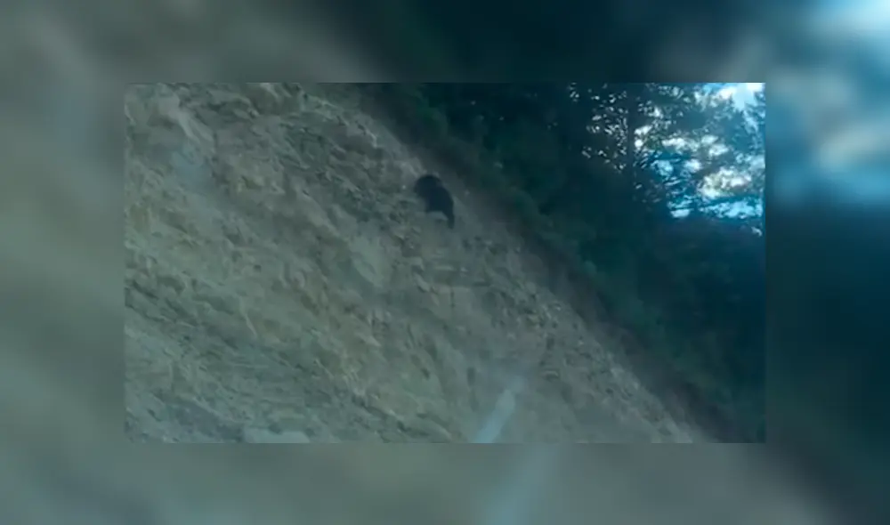 #VIDEO | El oso dio un paso en falso y cayó estrepitosamente. Foto: captura