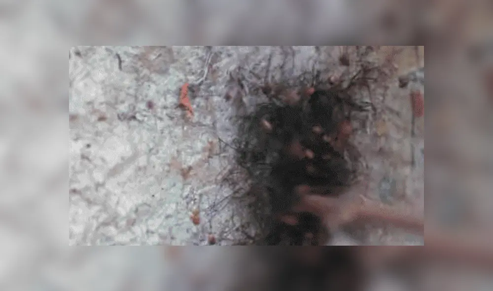 YouTube viral: Encuentra extraña bola de pelos, pero queda perplejo al ver cientos de peligrosas criaturas [VIDEO] 