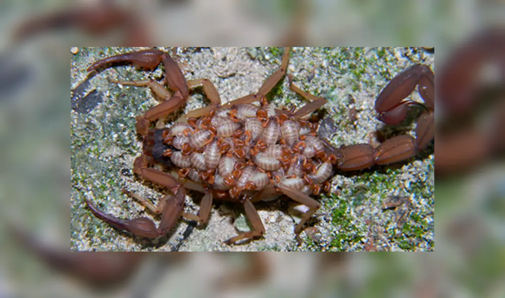 YouTube viral: graban momento en que cientos de crías de mamá alacrán mutan de piel y video causa terror