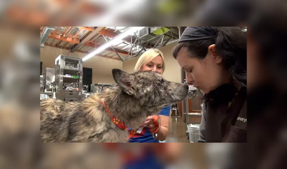 Desliza para ver las fotos de este perro que enamoró a todos en Facebook. Foto: Captura. Desliza para ver las fotos de este perro que enamoró a todos en Facebook. Foto: Captura.