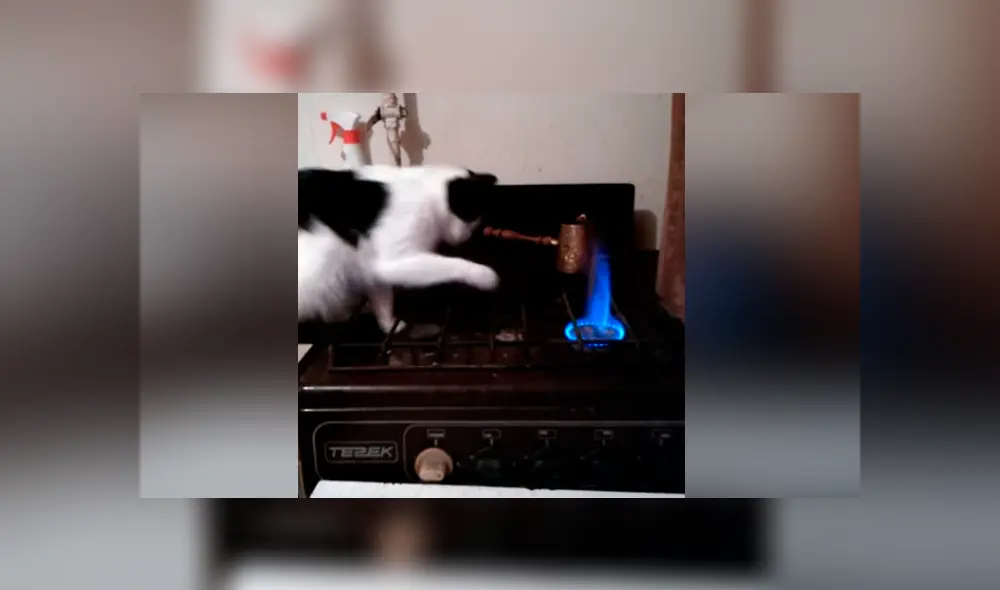 Travieso gato quema su pata en el fuego y tiene terrorífica reacción que asombró al mundo [VIDEO]