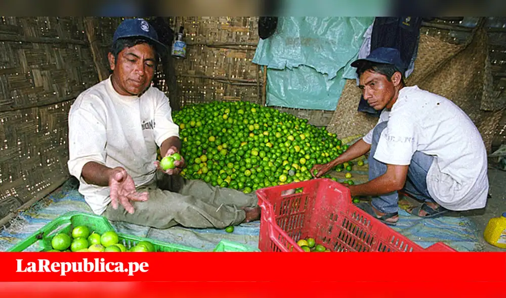 Precios de alimentos en el Mercado Mayorista de Lima para hoy 18 de febrero