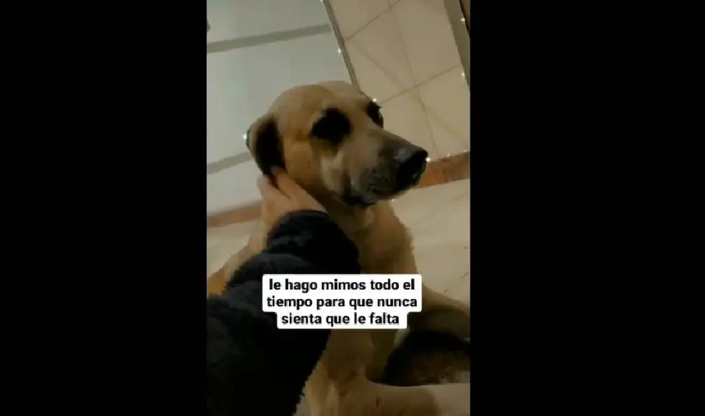 Desliza para ver la secuencia del viral. Foto: TikTok/@lujanvidela