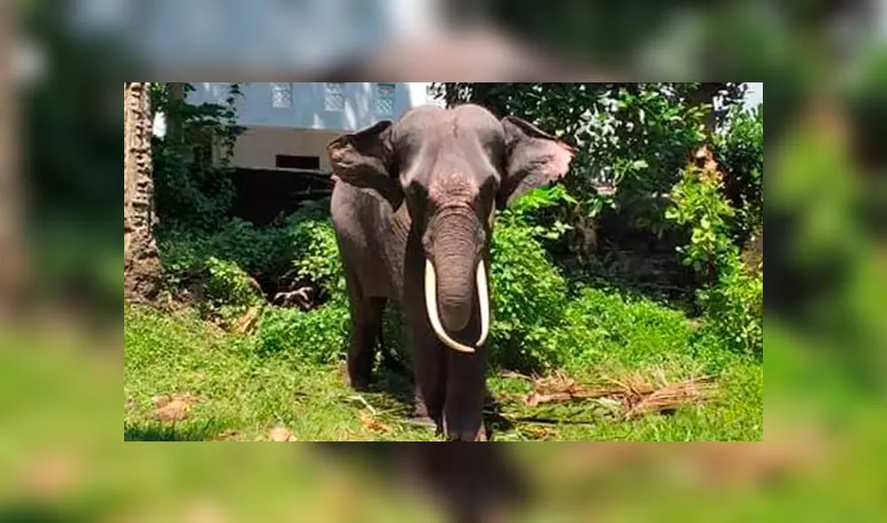 Indignación por hombres que azotan a elefante en templo budista [VIDEO]