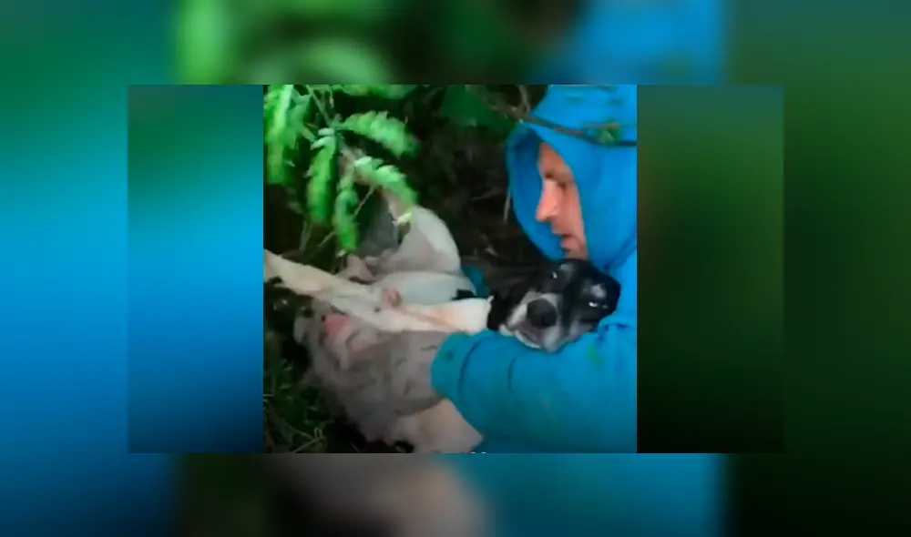 Desliza las fotografías para ver el dramático rescate que tuvo una perrita preñada cuando iba a dar a luz a sus bebés. Foto: Captura.