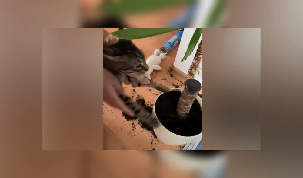 Desliza hacia la izquierda para ver las imágenes del viral de Facebook.