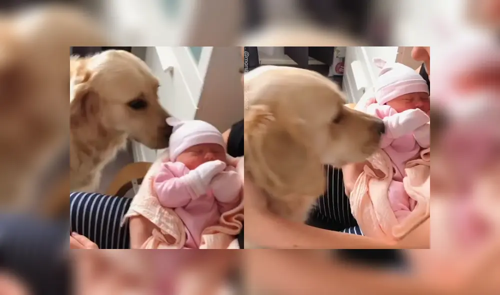 Video es viral en Facebook. Dueños de Golden Retriever grabaron la curiosa conducta del can cuando vio por primera vez a la nueva integrante de la familia