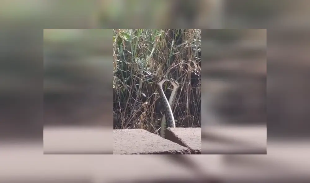 Desliza hacia la izquierda para ver las imágenes del viral de YouTube. Foto: Captura. Desliza hacia la izquierda para ver las imágenes del viral de YouTube. Foto: Captura.